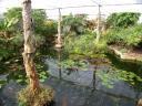 20020424_142444_soa_butterfly_farm_pond_o.jpg