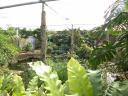 20020424_142522_soa_butterfly_farm_jungle_o.jpg