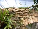 20020424_143018_soa_butterfly_farm_iguanas_o.jpg