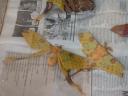 20020818_141605_madagascan_moon_moths.jpg