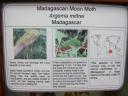 20020818_141629_madagascan_moon_moth_info.jpg