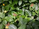 20020818_141829_soa_butterfly_farm_brown_butterflies.jpg