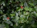 20020818_141834_soa_butterfly_farm_red_butterflies.jpg