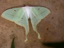 20020818_141953_soa_butterfly_farm_madagascan_moon_moth.jpg