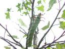 20020818_142119_soa_butterfly_farm_hickory_horned_devil.jpg