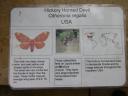 20020818_142246_soa_butterfly_farm_hickory_horned_devil_info.jpg