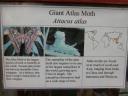 20020818_143228_soa_butterfly_farm_giant_atlas_moth_info.jpg