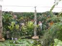 20020818_143918_soa_butterfly_farm_hans_looking_at_hibiscus.jpg