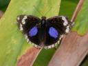 20020818_144450_soa_butterfly_farm_butterfly.jpg