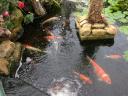 20020818_144603_soa_butterfly_farm_coy.jpg