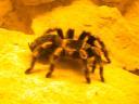 20020818_150121_soa_butterfly_farm_tarantula.jpg