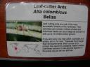 20020818_150611_soa_butterfly_farm_leaf_cutter_ant_info.jpg