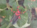 20020818_151807_soa_butterfly_farm_south_african_locust.jpg