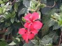 20020818_152058_soa_butterfly_farm_hibiscus.jpg