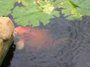 20020818_152622_soa_butterfly_farm_large_coy.jpg