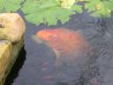 20020818_152627_soa_butterfly_farm_large_coy.jpg