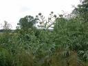 20030708_154106_thistles.jpg