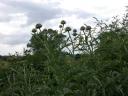 20030708_154115_thistles.jpg