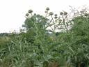 20030708_154124_thistles.jpg