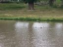 20030708_154841_charlecote_ducks.jpg