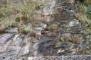 20041031_105221_lybnmouth_rocks.jpg