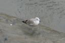 20041101_122401_padstowe_harbour_seagul.jpg