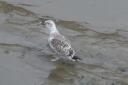 20041101_122444_padstowe_harbour_seagul.jpg