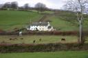 20041104_160016_blackmoor_ponies.jpg