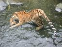 20040716133937_1349_tiger_in_water.JPG