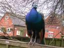 20040222_104250_hatton_country_world_peacock.jpg