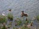 20020421_160013_lower_slaughter_duck_and_ducklings_o.jpg