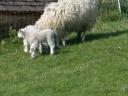 20020421_162352_lower_slaughter_sheep_o.jpg