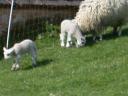 20020421_162358_lower_slaughter_sheep_o.jpg