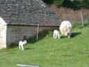 20020421_162411_lower_slaughter_sheep_o.jpg