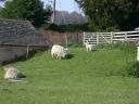 20020421_162735_lower_slaughter_sheep_o.jpg