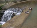 20040320_125535_two_ducks_on_river_lym.jpg