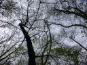 20050424_154531_mout_mount_picnic_tree_branches.jpg
