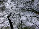 20050424_154724_moat_mount_picnic_tree_roof.jpg