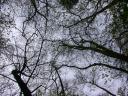 20050424_154736_moat_mount_picnic_tree_roof.jpg