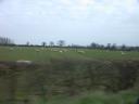 20040216_130152_loxley_farm_sheep.jpg