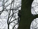 20020419_125131_stratford_holy_trinity_church_squirrel_o.jpg