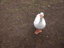 20020419_131738_duck_in_stratford_upon_avon_o.jpg