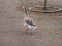 20020419_131927_duck_in_stratford_upon_avon_o.jpg