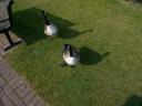 20020419_163549_ducks_stratford_upon_avon_o.jpg