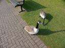 20020419_163624_ducks_stratford_upon_avon_o.jpg