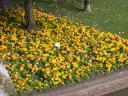 20020419_164653_ducks_in_flower_bed_bancroft_stratford_oa_o.jpg