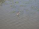 20020423_172605_walton_hall_stick_in_river_o.jpg