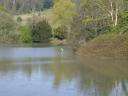 20020423_172915_walton_hall_heron_in_river_o.jpg