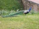 20020422_141718_warwick_castle_peacock_o.jpg