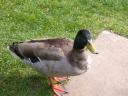 20020422_145450_warwick_castle_duck_o.jpg